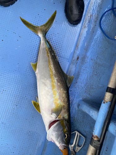 ヒラマサの釣果