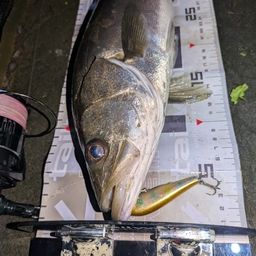 フッコ（マルスズキ）