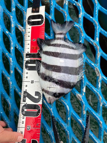 シマダイの釣果