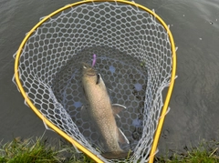 ニジマスの釣果