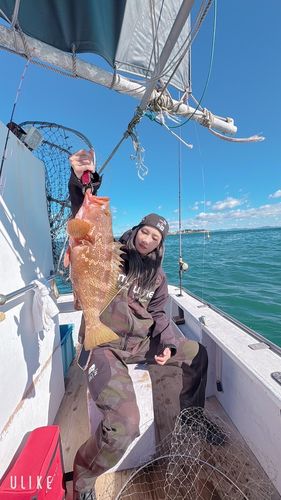 キジハタの釣果