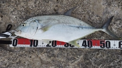 オニヒラアジの釣果