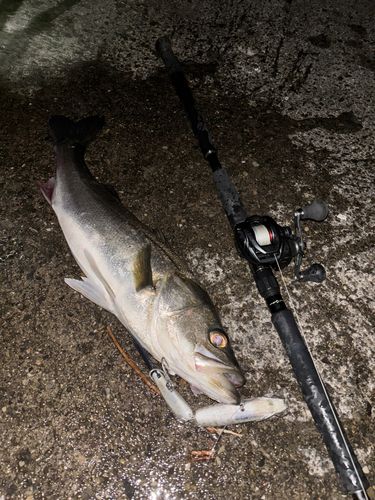 東京湾（アクアライン以北）