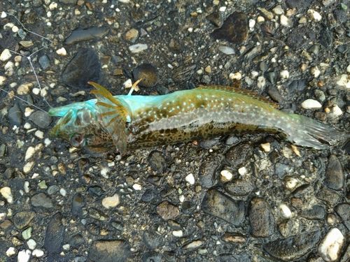 アナハゼの釣果