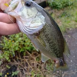 ラージマウスバス