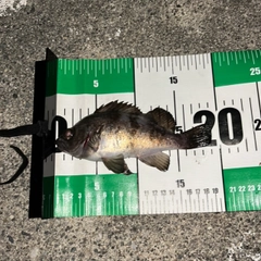 シロメバルの釣果