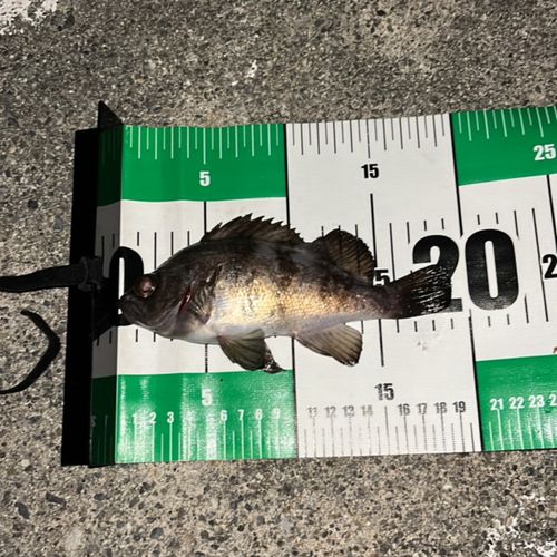 シロメバルの釣果