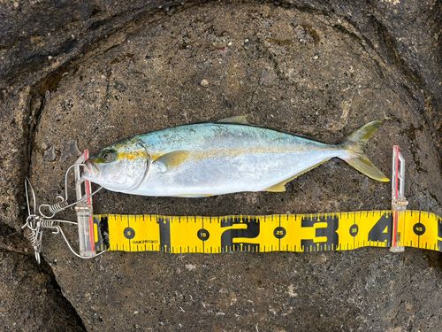 ヒラマサの釣果