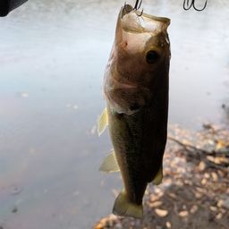 ラージマウスバス