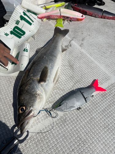 シーバスの釣果