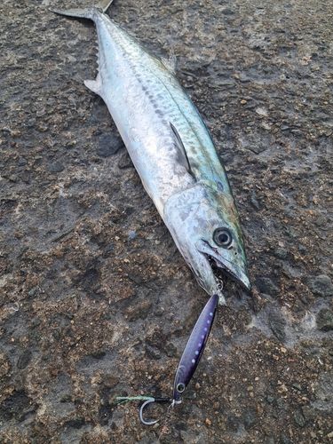 南港魚つり公園