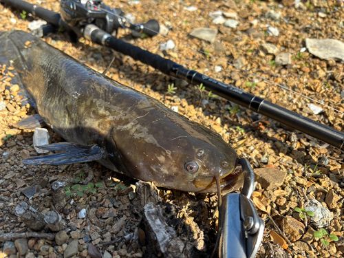 ナマズの釣果