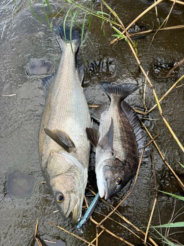 スズキの釣果