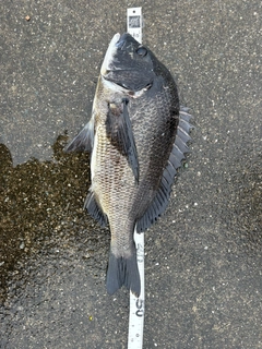 クロダイの釣果