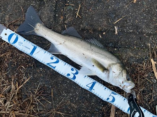 シーバスの釣果