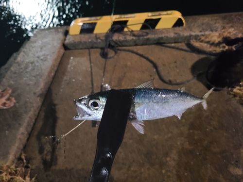 サバの釣果