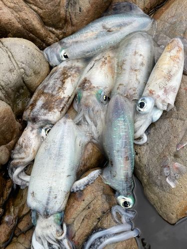 アオリイカの釣果