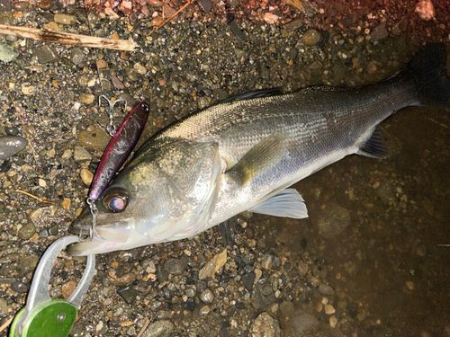 大野川（大分）