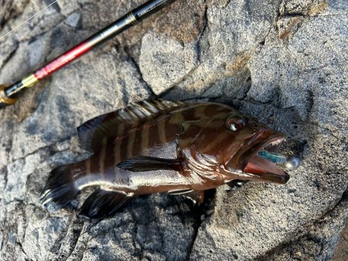 ヤミハタの釣果