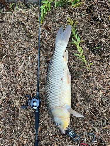 ラージマウスバスの釣果