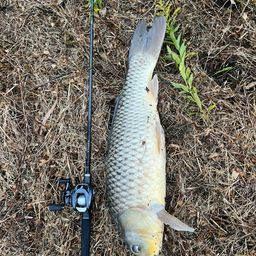 ラージマウスバス