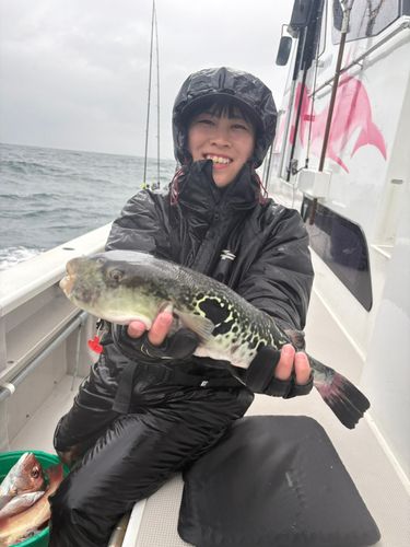 トラフグの釣果