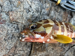 アカハタの釣果