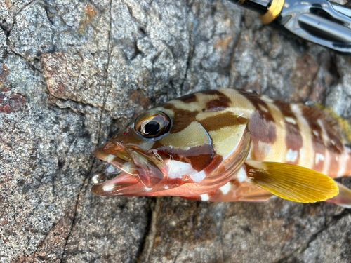 アカハタの釣果