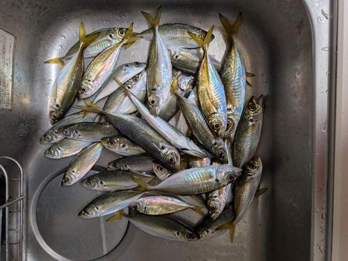 本牧海づり施設