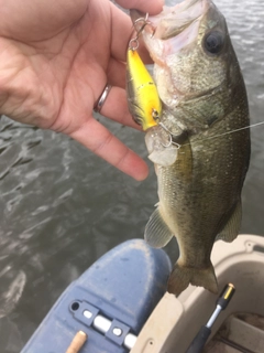 ラージマウスバスの釣果