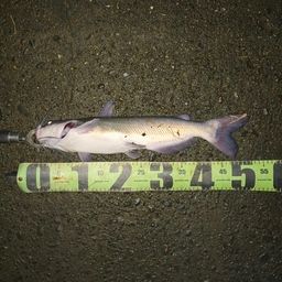 アメリカナマズ