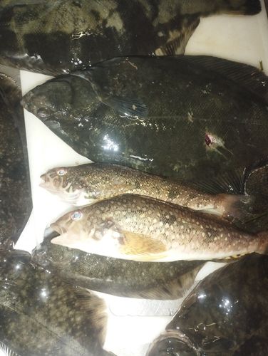 アイナメの釣果