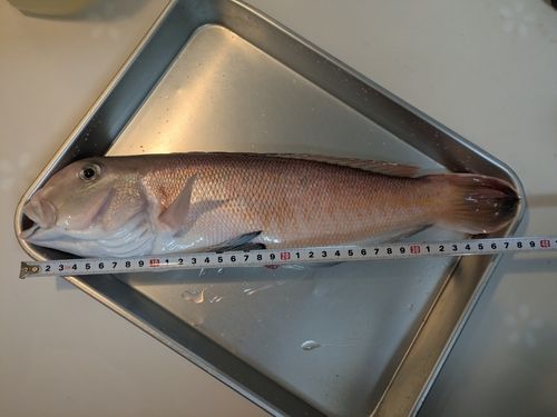 シロアマダイの釣果