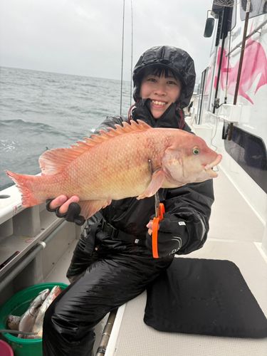 コブダイの釣果
