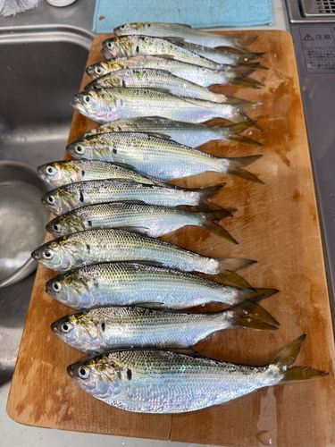 コハダの釣果