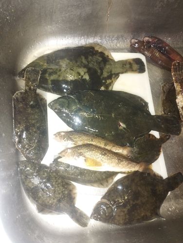 カレイの釣果