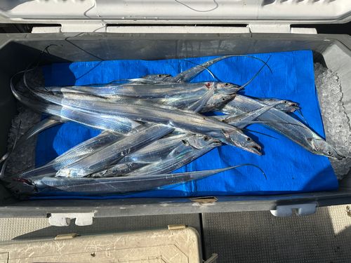 タチウオの釣果