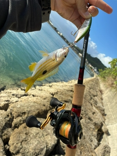 イシミーバイの釣果