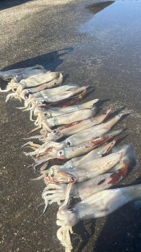 イカの釣果