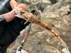 ワニゴチの釣果