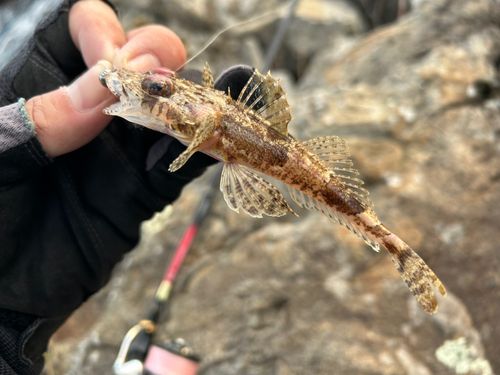 ワニゴチの釣果