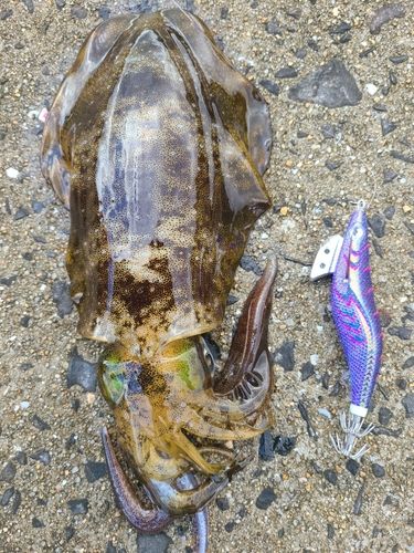 アオリイカの釣果