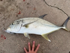 オニヒラアジの釣果