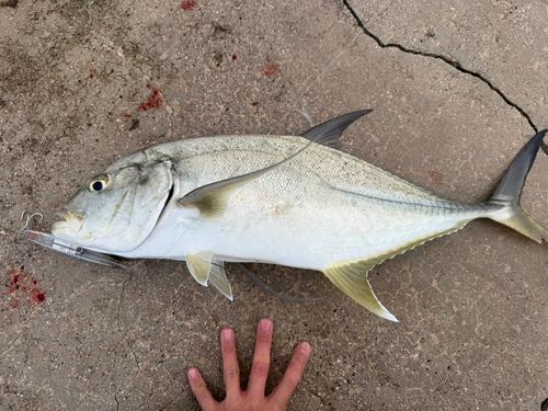 オニヒラアジの釣果