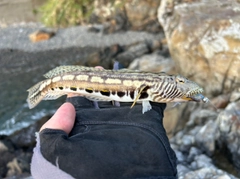 トラギスの釣果