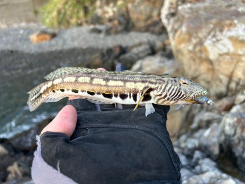 トラギスの釣果