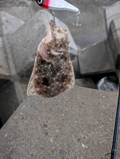 ヒラメの釣果
