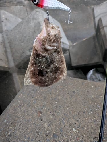 ヒラメの釣果