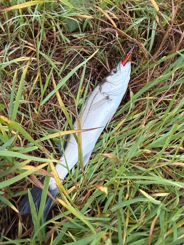 マルスズキの釣果