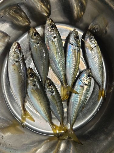 アジの釣果